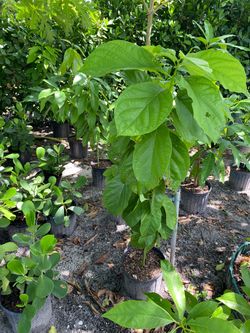 Avocado mex 9 trees