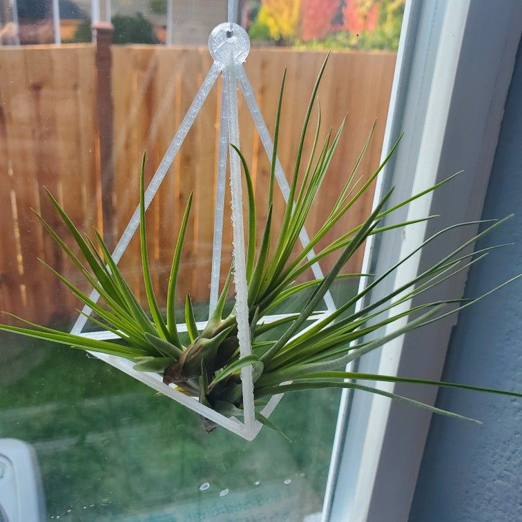 Air Plant