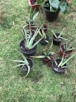 Planta de sábila