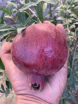 Pomegranate Tree “Giant Wonderful” Fruit