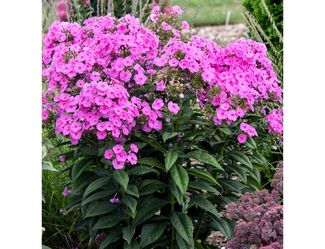 Pink Phlox Perennial 