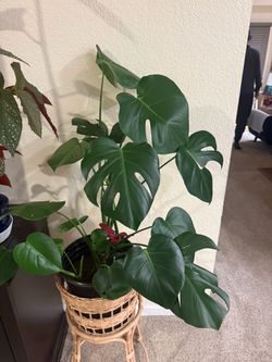 Large Monstera Deliciosa Live Plant