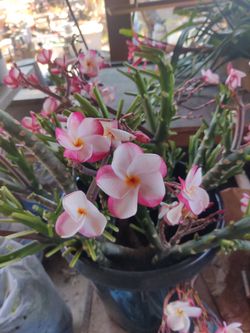 Pink Pansy Plumeria