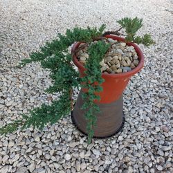large indoor pot for plants Footed Planter