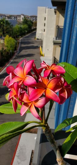 Plumeria seedlings