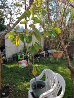 AVOCADO TREE