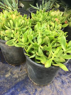 Succulent $5.00 each