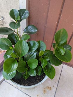 Natural plant