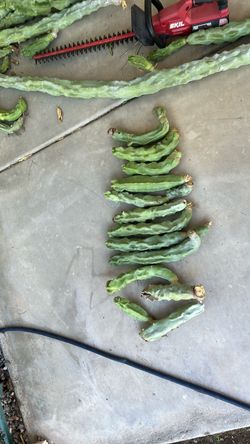 Thornless Totem Pole Cactus
