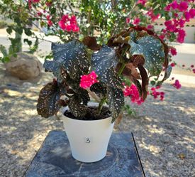 Begonia Maculata With Pink Polka Dots