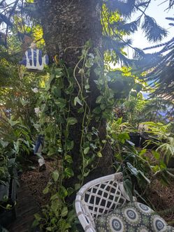 Potter pothos hanging plants, very long vines. Healthy. Best in shade. 3 available $45 each or deal for multiple