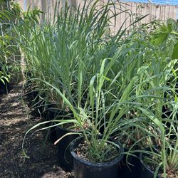 Lemon Grass Plant  / Te De Limon 