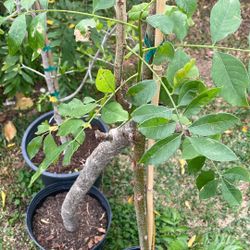 Jocote Amarillo Ciruela Mexicana Amarilla Hogplum Yellow Tree