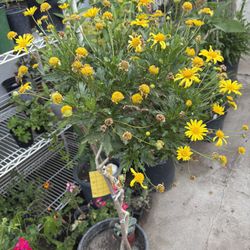Arbolito De Daisy Africana 