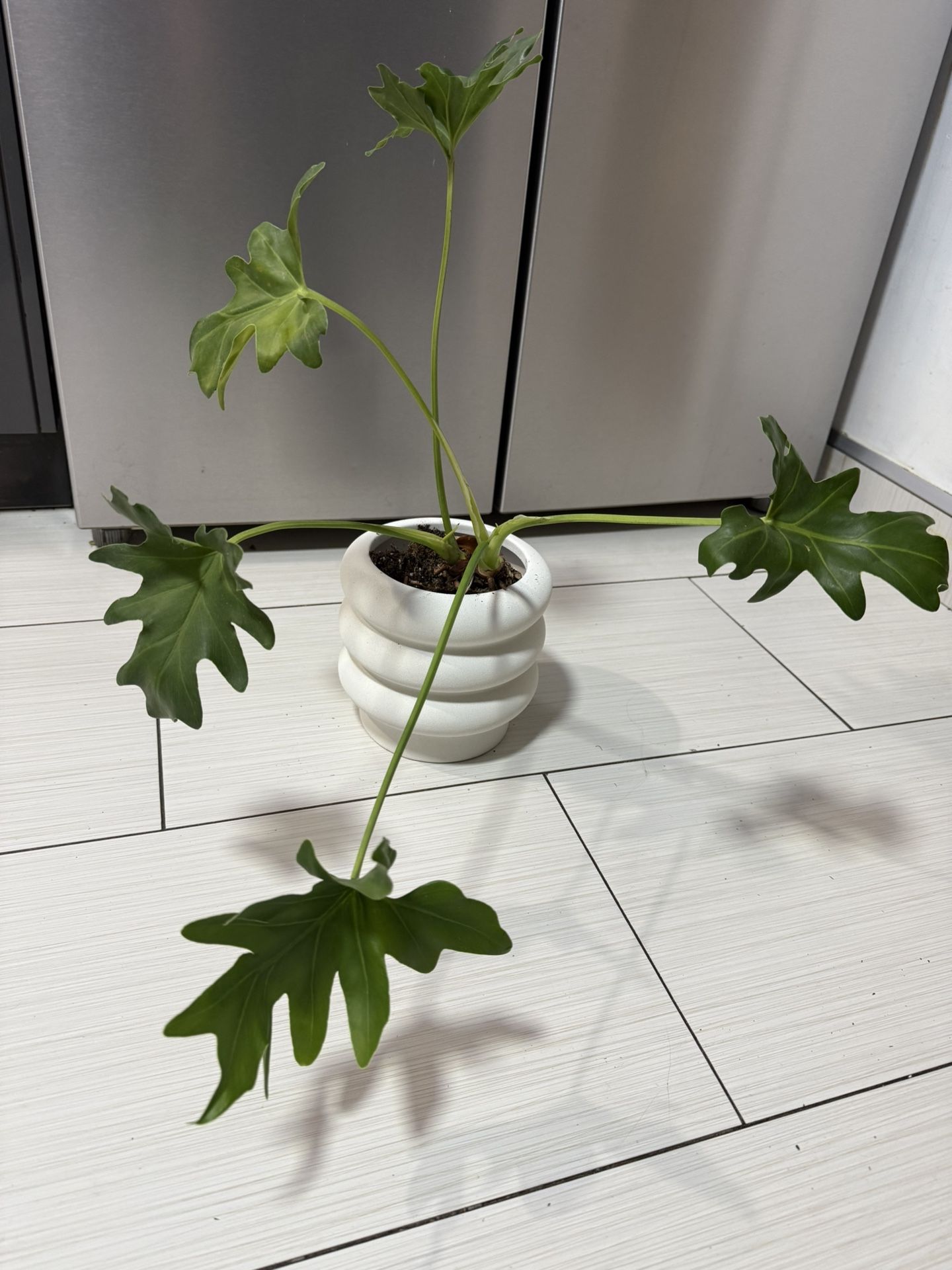 Housplant Spłaty Leaf Philodendron