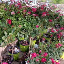 Rosas