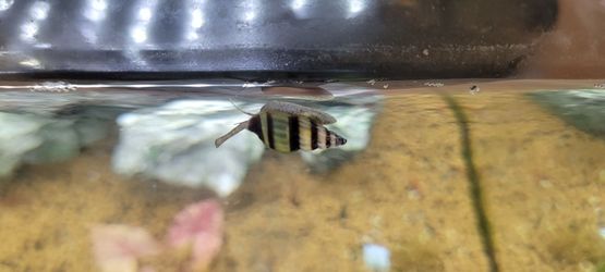 Free Assassin snails