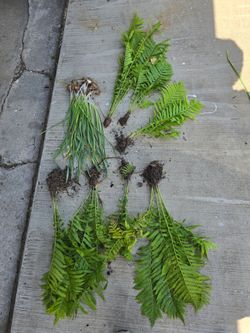 Free perennial plants. Pick-up In Aurora!