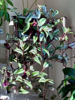Lush Trailing Tradescantia Deep Purple plant/ indoor plant/ house plant/ flower patio garden