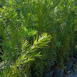 Huge Podocarpus Over 4 Feet Tall Instant Privacy Hedge For Fence