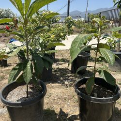 Arbol Nispero / Loquat Fruit Tree 