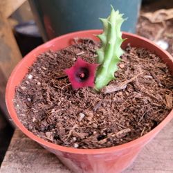 Cactus 