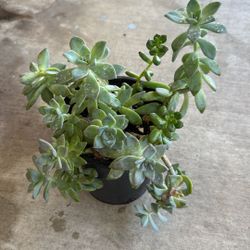 Succulent 