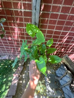 Medium sized mini elephant ear (perfect for shade)