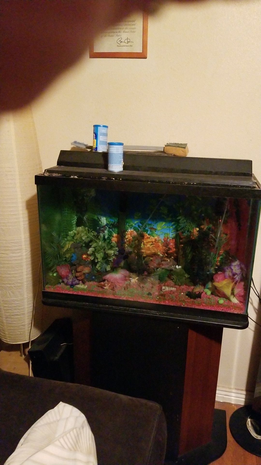 35 gal. Aquarium / all accessories included. Tank full of healthy mollies, all ages.