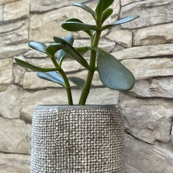 Jade House Plant In Textured Cement Pot 4"H.