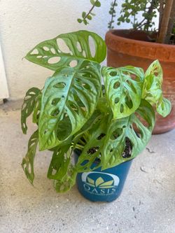 Monstera adansonii ( Swiss cheese plant)