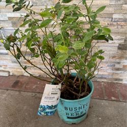 Bushel and Berry® Peach Sorbet® Blueberry Plant – Established & Fruiting Add a touch of edible beauty to your garden or patio with this stunning Peach