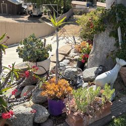 5 Gallon Small Succulent Pot (the One With Purple Pot)