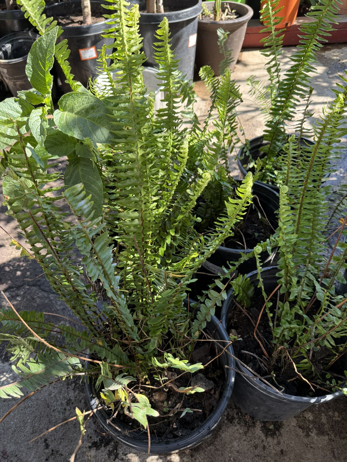 plantas de Elechos en vallejo