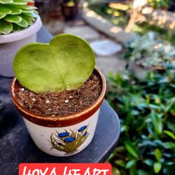 HOYA HEART SAN LORENZO PICK UP ONLY $10 IN VASE