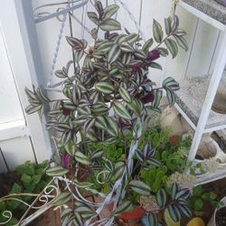 Wandering Jew Plant