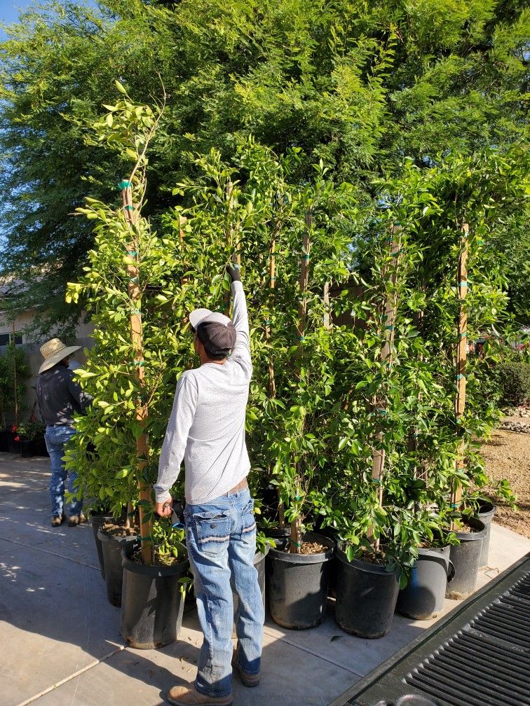 FICUS NITIDA aka INDIAN LAUREL COLUMNS FICUS NITIDA INDIAN LAUREL COLUMNS HOLLYWOOD HEDGE