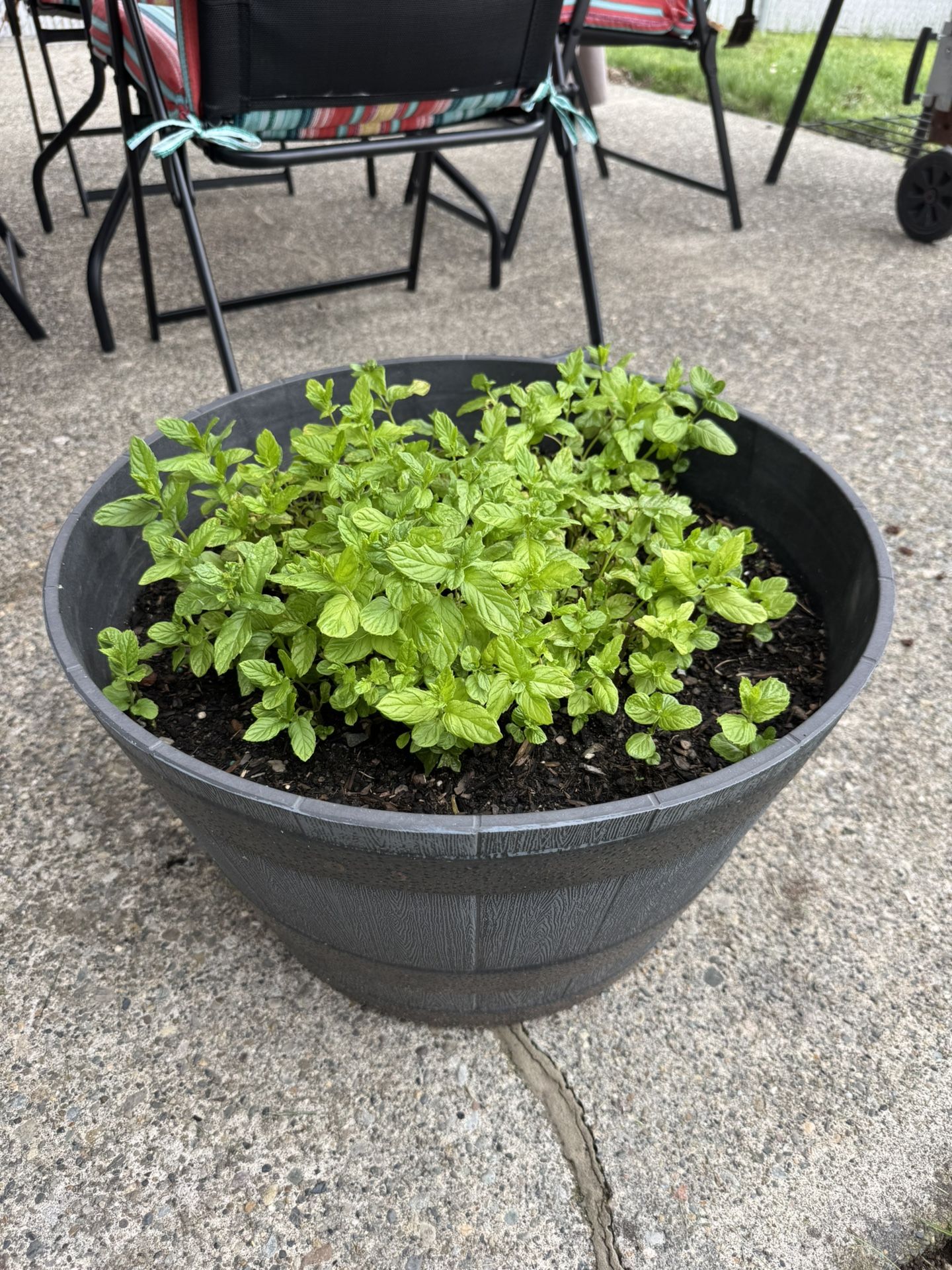 Peppermint Plant