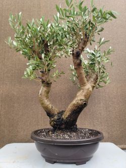 types of money trees Money Tree | Indoor Plants