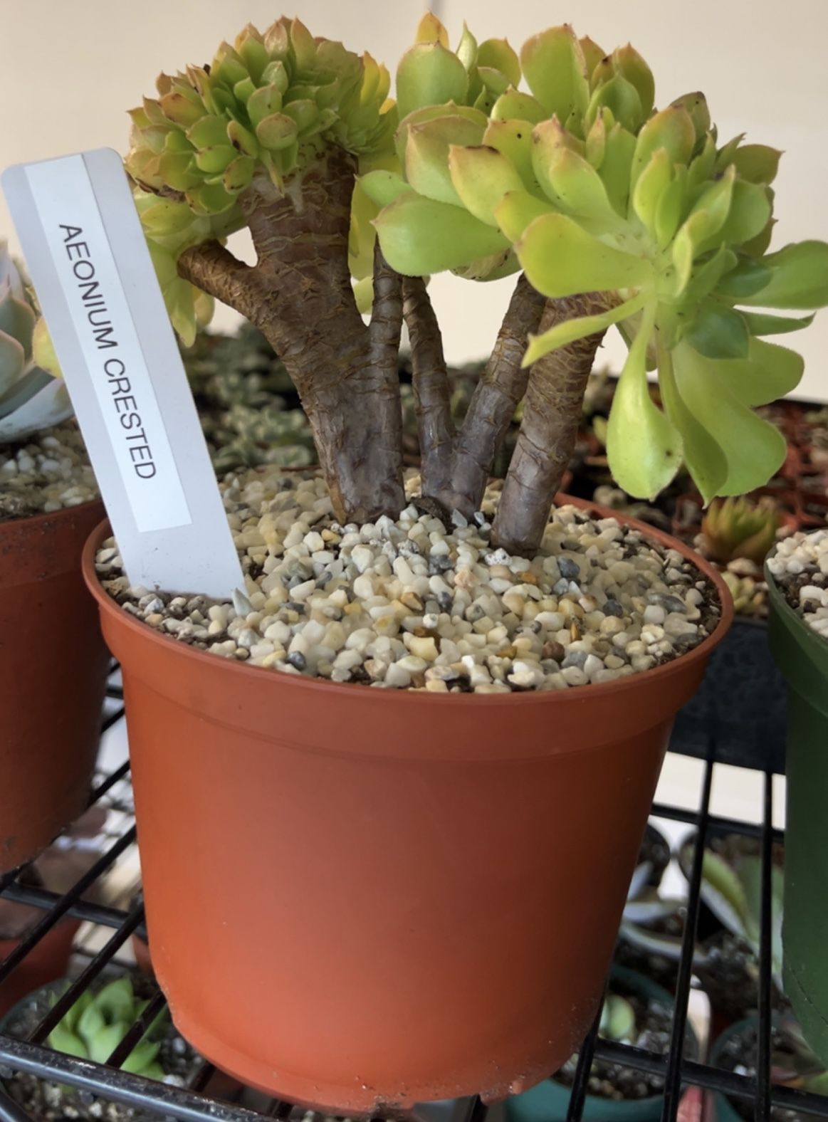 Aeonium Crested Succulent Plant