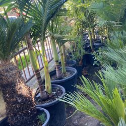 King Palm 20 Gallon