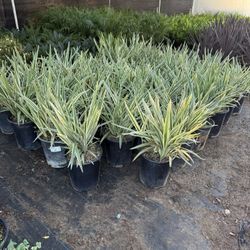 Dianella Plants 5 Gallons 