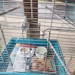 Love Bird & Cage For Selll