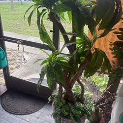 Artificial Trees And Little Tike Basketball Hoop