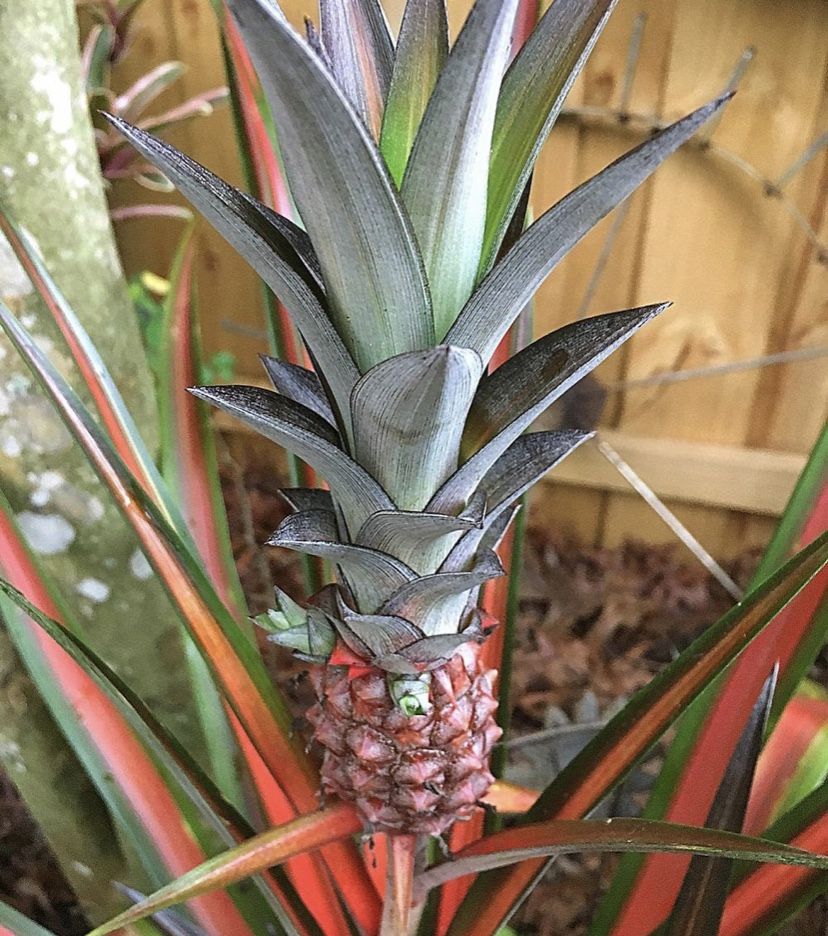 Ananus Lava Burst - Pineapple Plant