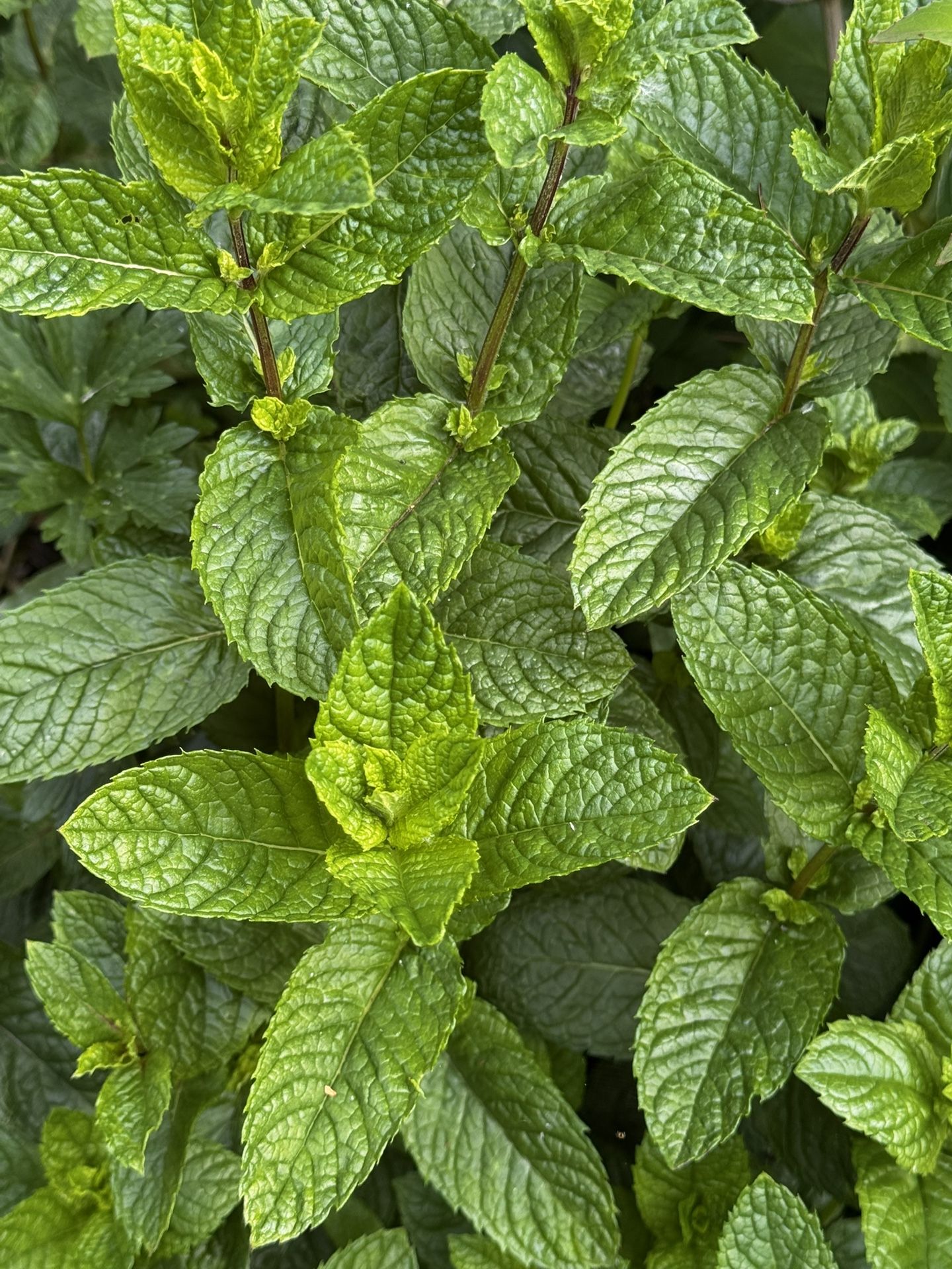 Organic Mints $5 For 15 Cutting Or 10 Rooted 👍❤️🌿