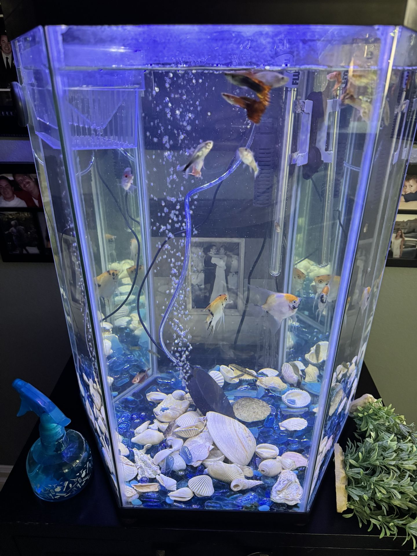 20-25Gallon Hexagon Aquarium Complete $55