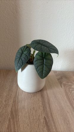 Alocasia melo