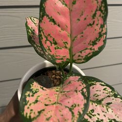 Rare Aglaonema “Ruby Ray” | Chinese Evergreen | Low Light Tolerant | Purifies Air