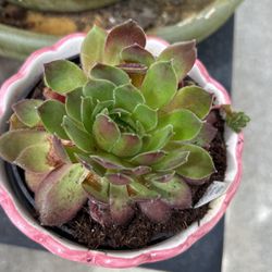 Hens And Chicks Succulent On Ceramic Pot